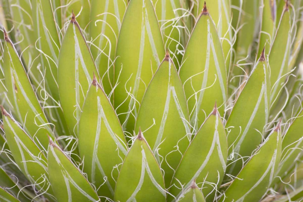 Mexico, San Miguel de Allende Yucca plant